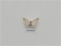 藏品(尺蛾233)的圖片